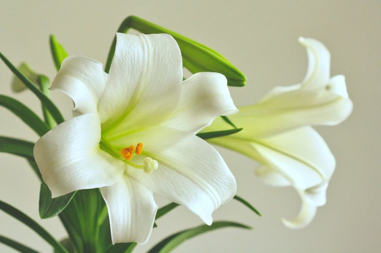 Orquídea ângulo 2