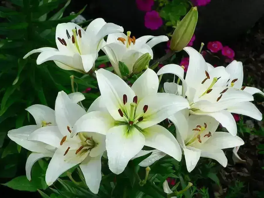 Orquídea ângulo 3