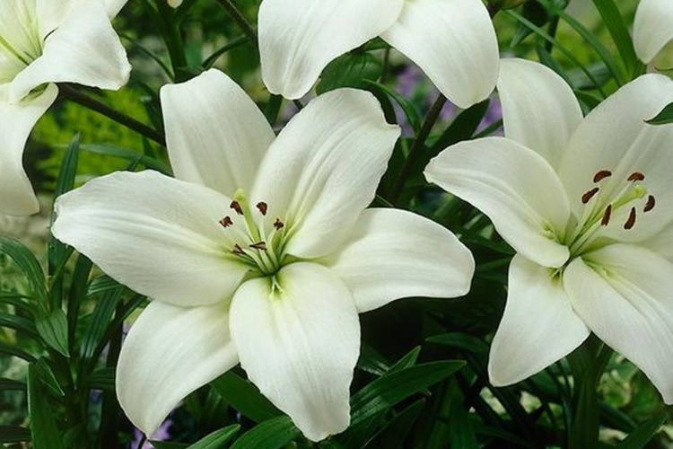 Orquídea ângulo 4