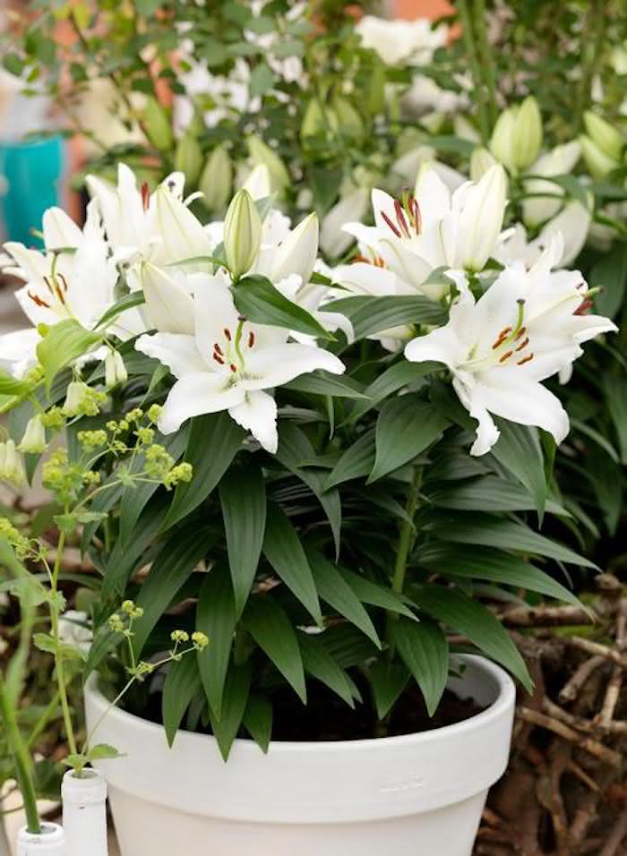 Orquídea